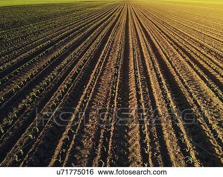 Cultivated corn field. View Large Photo Image Stock Photograph - Cultivated corn field.. Fotosearch