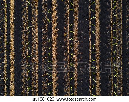 Cultivated corn furrows, aerial view. View Large Photo Image Stock Photograph - Cultivated corn furrows, aerial view.. Fotosearch
