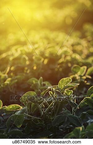 Cultivated soy field. View Large Photo Image Stock Photography - Cultivated soy field.. Fotosearch