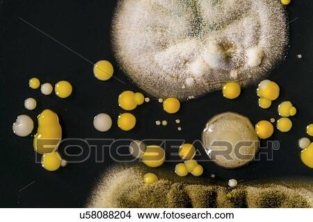 Picture - Cultures growing on an agar plate.. Fotosearch