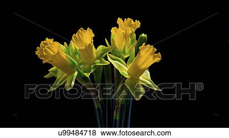 Stock Photo - Daffodil (Narcissus sp. ) flowers.. Fotosearch