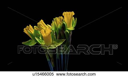 Stock Photography - Daffodil (Narcissus sp. ) flowers.. Fotosearch