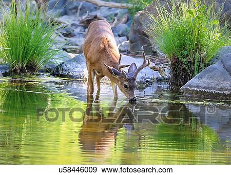 Stock Photo - Deer. Fotosearch