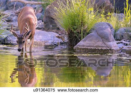 Deer View Large Photo Image Stock Photography - Deer. Fotosearch