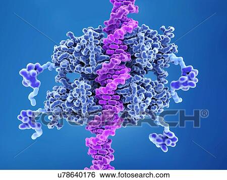 Stock Photograph - DNA binding to anti-cancer protein p53. Molecular model of DNA (pink) binding to the anti-cancer protein p53 (also known as tumour protein 53, or TP53). This protein plays a role in repairing DNA (deoxyribonucleic acid), and can be activated by and.... Fotosearch