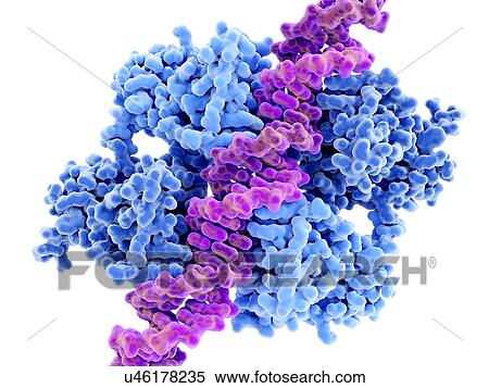 Stock Photography - DNA binding to anti-cancer protein p53. Molecular model of DNA (pink) binding to the anti-cancer protein p53 (also known as tumour protein 53, or TP53). This protein's action at the cellular level plays a role in repairing DNA (deoxyribonucleic acid),.... Fotosearch