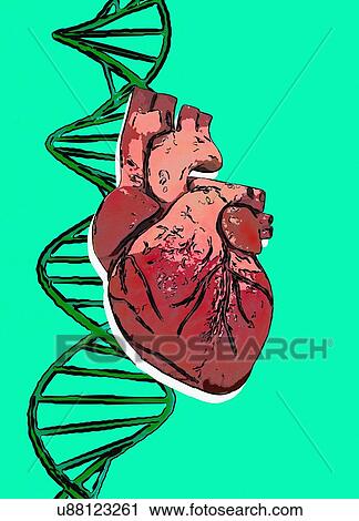 Stock Image - DNA (deoxyribonucleic acid) strand and human heart, illustration.. Fotosearch