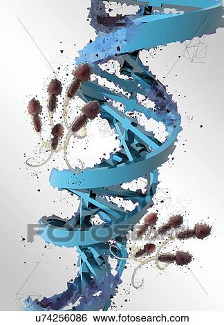 Dna (deoxyribonucleic acid) strand and human sperm, illustration. View Large Photo Image Stock Photograph - Dna (deoxyribonucleic acid) strand and human sperm, illustration.. Fotosearch