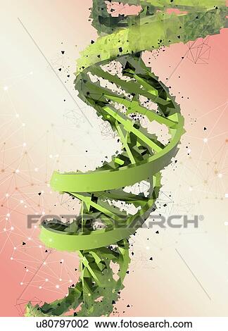 Stock Image - Dna (Deoxyribonucleic acid) strand, illustration.. Fotosearch