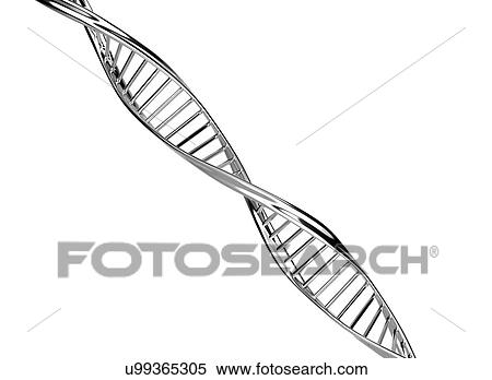 Stock Photography - DNA molecule, computer illustration.. Fotosearch