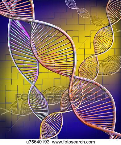 Stock Image - DNA strands. Computer illustration showing the structure of double stranded DNA (deoxyribonucleic acid) molecules. DNA is composed of two strands twisted into a double helix. Each strand consists of a sugar-phosphate backbone (curved) attached to.... Fotosearch