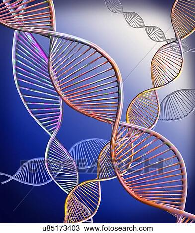 Stock Image - DNA strands. Computer illustration showing the structure of double stranded DNA (deoxyribonucleic acid) molecules. DNA is composed of two strands twisted into a double helix. Each strand consists of a sugar-phosphate backbone (curved) attached to.... Fotosearch