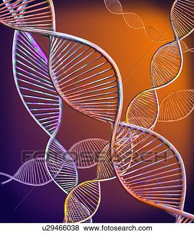 DNA strands. Computer illustration showing the structure of double stranded DNA (deoxyribonucleic acid) molecules. DNA is composed of two strands twisted into a double helix. Each strand consists of a sugar-phosphate backbone (curved) attached to... View Large Photo Image Stock Photo - DNA strands. Computer illustration showing the structure of double stranded DNA (deoxyribonucleic acid) molecules. DNA is composed of two strands twisted into a double helix. Each strand consists of a sugar-phosphate backbone (curved) attached to.... Fotosearch