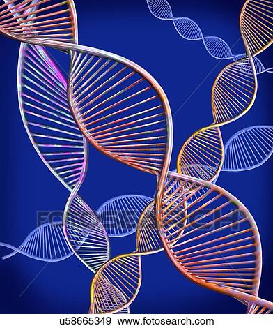 Stock Photo - DNA strands. Computer illustration showing the structure of double stranded DNA (deoxyribonucleic acid) molecules. DNA is composed of two strands twisted into a double helix. Each strand consists of a sugar-phosphate backbone (curved) attached to.... Fotosearch