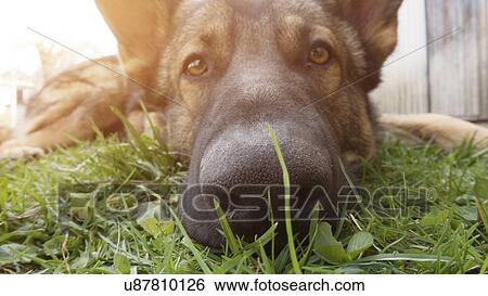 Stock Photograph - Dog's face.. Fotosearch