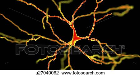 Stock Image - Dopaminergic neuron, computer illustration. Dopaminergic neurons are brain cells whose primary neurotransmitter is dopamine. Degeneration of these cells leads to the symptoms of Parkinson's disease. These symptoms include tremor, muscular rigidity,.... Fotosearch