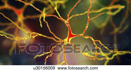 Dopaminergic neuron, computer illustration. Dopaminergic neurons are brain cells whose primary neurotransmitter is dopamine. Degeneration of these cells leads to the symptoms of Parkinson's disease. These symptoms include tremor, muscular rigidity,... View Large Photo Image Stock Photo - Dopaminergic neuron, computer illustration. Dopaminergic neurons are brain cells whose primary neurotransmitter is dopamine. Degeneration of these cells leads to the symptoms of Parkinson's disease. These symptoms include tremor, muscular rigidity,.... Fotosearch