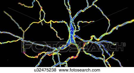 Dopaminergic neuron, computer illustration. Dopaminergic neurons are brain cells whose primary neurotransmitter is dopamine. Degeneration of these cells leads to the symptoms of Parkinson's disease. These symptoms include tremor, muscular rigidity,... View Large Photo Image Stock Photo - Dopaminergic neuron, computer illustration. Dopaminergic neurons are brain cells whose primary neurotransmitter is dopamine. Degeneration of these cells leads to the symptoms of Parkinson's disease. These symptoms include tremor, muscular rigidity,.... Fotosearch