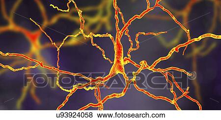 Stock Photo - Dopaminergic neuron, computer illustration. Dopaminergic neurons are brain cells whose primary neurotransmitter is dopamine. Degeneration of these cells leads to the symptoms of Parkinson's disease. These symptoms include tremor, muscular rigidity,.... Fotosearch