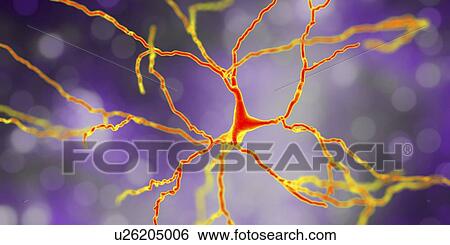Stock Photograph - Dopaminergic neuron, computer illustration. Dopaminergic neurons are brain cells whose primary neurotransmitter is dopamine. Degeneration of these cells leads to the symptoms of Parkinson's disease. These symptoms include tremor, muscular rigidity,.... Fotosearch