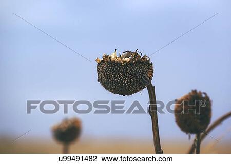 Stock Image - Dry sunflower crop during drought.. Fotosearch
