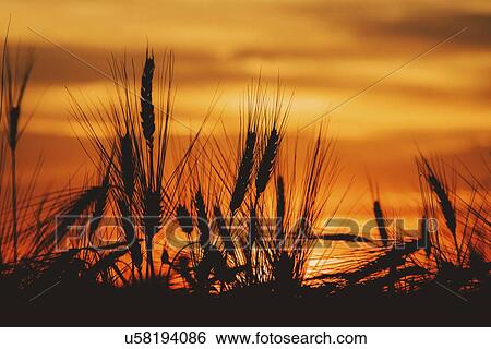 Ears of barley at sunset. View Large Photo Image Stock Photograph - Ears of barley at sunset.. Fotosearch