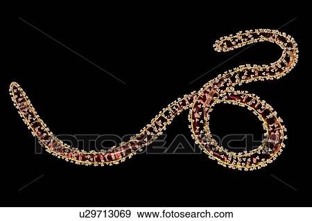 Stock Photo - Ebola virus particles, computer illustration. The Ebola virus (EBOV) is the cause of ebola virus disease in humans and nonhuman primates. It is a severe and often fatal disease with symptoms including fever, fatigue, muscle aches, vomiting, diarrhoea.... Fotosearch