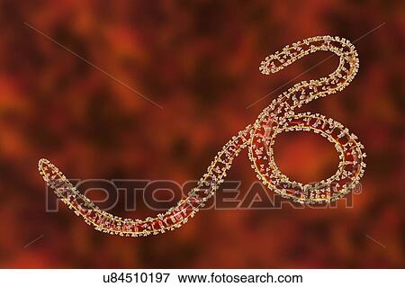 Stock Photo - Ebola virus particles, computer illustration. The Ebola virus (EBOV) is the cause of ebola virus disease in humans and nonhuman primates. It is a severe and often fatal disease with symptoms including fever, fatigue, muscle aches, vomiting, diarrhoea.... Fotosearch