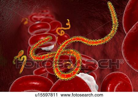 Stock Image - Ebola virus particles in blood, computer illustration. This virus is the cause of ebola virus disease in humans and nonhuman primates. It is a severe and often fatal disease with symptoms including fever, fatigue, muscle aches, vomiting, diarrhoea and.... Fotosearch