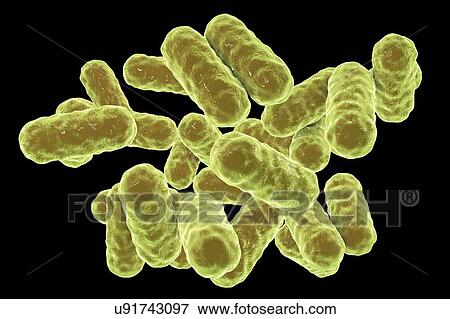 Stock Photo - Enterobacter sp. bacteria, computer illustration. These are Gram-negative bacilli (rod-shaped) bacteria. Members of the genus Enterobacter exist in water, soil, sewage and the intestinal and urinary tracts of humans and animals. One of the common.... Fotosearch