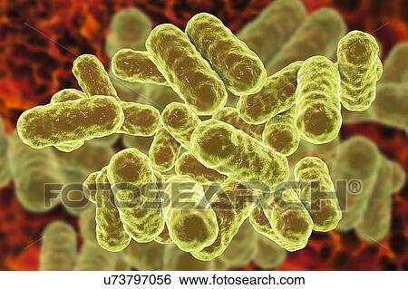 Stock Photograph - Enterobacter sp. bacteria, computer illustration. These are Gram-negative bacilli (rod-shaped) bacteria. Members of the genus Enterobacter exist in water, soil, sewage and the intestinal and urinary tracts of humans and animals. One of the common.... Fotosearch