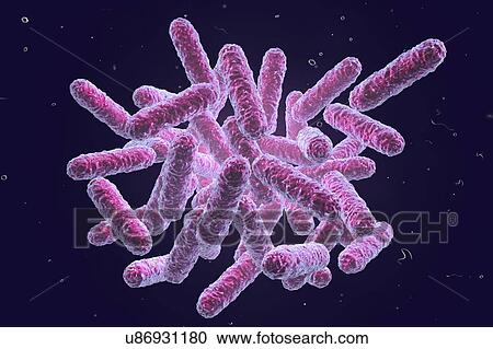 Stock Image - Enterobacteriaceae bacteria, computer illustration. These are Gram-negative rod-shaped bacteria. The family Enterobacteriaceae includes the genera Escherichia, Shigella, Salmonella, Klebsiella, Yersinia, Citrobacter, and Enterobacter. Some of these.... Fotosearch