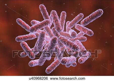 Stock Photograph - Enterobacteriaceae bacteria, computer illustration. These are Gram-negative rod-shaped bacteria. The family Enterobacteriaceae includes the genera Escherichia, Shigella, Salmonella, Klebsiella, Yersinia, Citrobacter, and Enterobacter. Some of these.... Fotosearch