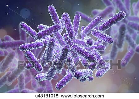 Stock Photography - Enterobacteriaceae bacteria, computer illustration. These are Gram-negative rod-shaped bacteria. The family Enterobacteriaceae includes the genera Escherichia, Shigella, Salmonella, Klebsiella, Yersinia, Citrobacter, and Enterobacter. Some of these.... Fotosearch