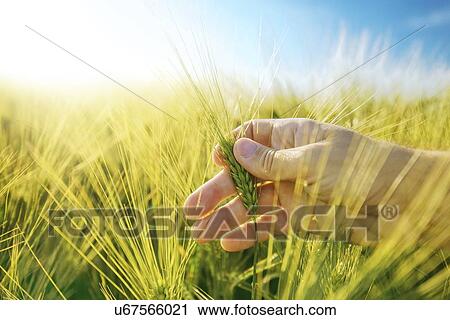 Stock Image - Farmer checking barley crop.. Fotosearch