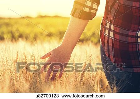 Stock Image - Farmer checking barley crop.. Fotosearch