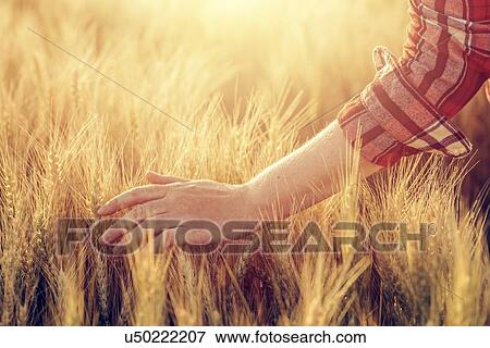 Stock Photo - Farmer checking barley crop.. Fotosearch
