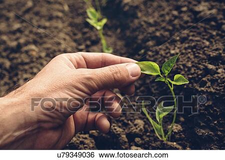 Stock Photograph - Farmer checking bell pepper plants.. Fotosearch