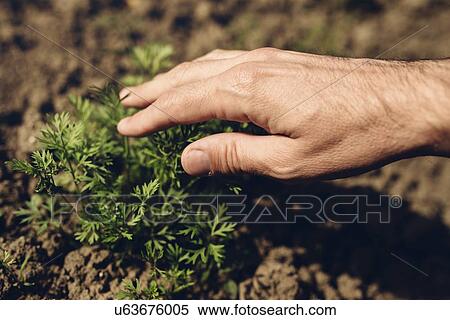 Stock Photography - Farmer checking carrot plants.. Fotosearch