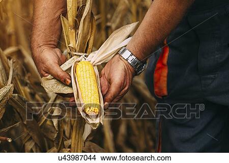 Farmer checking corn crop. View Large Photo Image Picture - Farmer checking corn crop.. Fotosearch