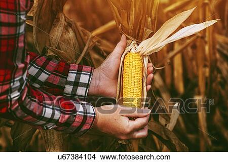 Farmer checking corn crop. View Large Photo Image Picture - Farmer checking corn crop.. Fotosearch