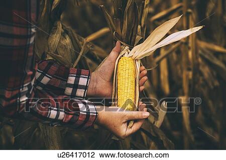 Stock Image - Farmer checking corn crop.. Fotosearch