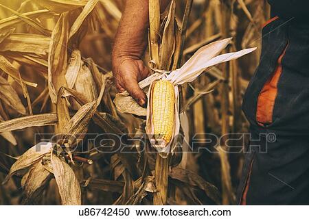 Farmer checking corn crop. View Large Photo Image Stock Image - Farmer checking corn crop.. Fotosearch