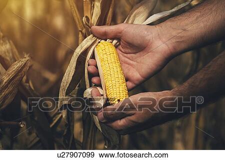 Stock Photo - Farmer checking corn crop.. Fotosearch