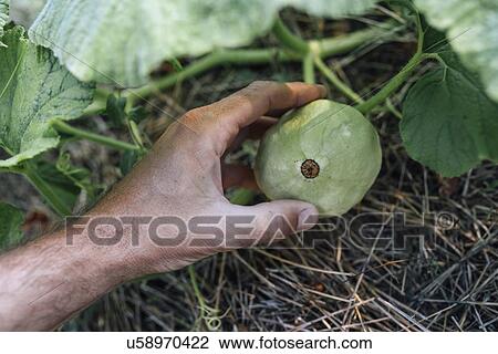 Stock Image - Farmer checking gourd fruit.. Fotosearch