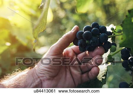 Stock Image - Farmer checking grapes.. Fotosearch