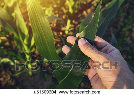 Picture - Farmer checking maize plants.. Fotosearch