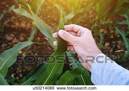 Stock Photo - Farmer checking maize plants.. Fotosearch