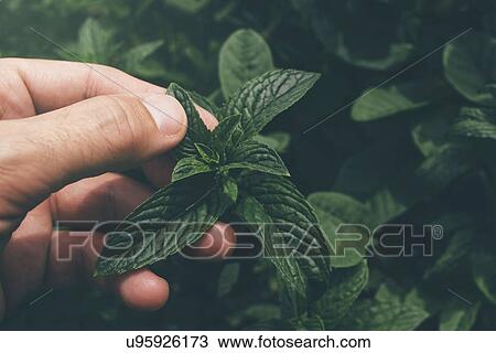 Stock Image - Farmer checking mint plants.. Fotosearch