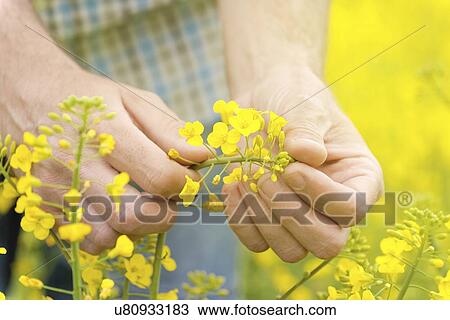 Farmer checking oilseed rape crop. View Large Photo Image Stock Image - Farmer checking oilseed rape crop.. Fotosearch